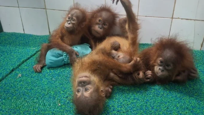 care of rescued Orangutans