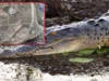 Massive Estuarine crocodile caught in Kendrapara in a fishing net, locals shocked crocodile caught in Kendrapara