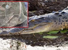 Massive Estuarine crocodile caught in Kendrapara in a fishing net, locals shocked crocodile caught in Kendrapara