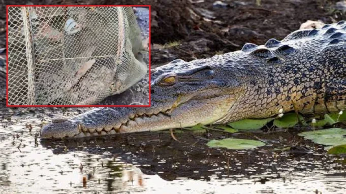 crocodile caught in Kendrapara crocodile caught in Kendrapara