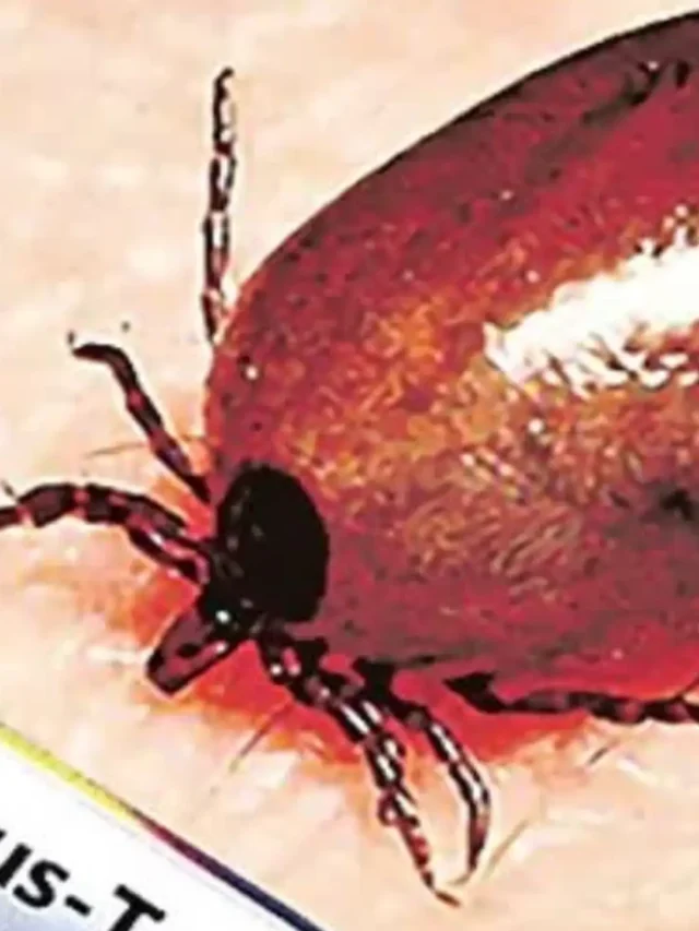 Scrub Typhus Warning: Key Symptoms and Treatment Options