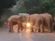 Massive elephant herd in Keonjhar of Odisha creates traffic jam on National Highway elephant herd in Keonjhar