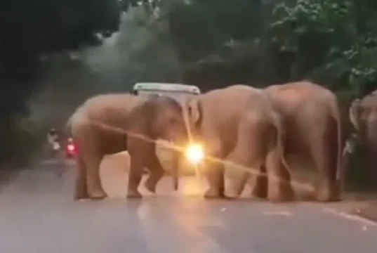 Massive elephant herd in Keonjhar of Odisha creates traffic jam on National Highway elephant herd in Keonjhar