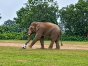 Elephant plays football in Mayurbhanj, creates an unusual scene elephant plays football in mayurbhanj
