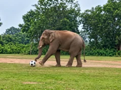 Elephant plays football in Mayurbhanj, creates an unusual scene elephant plays football in mayurbhanj