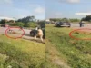 Injured leopard attacks forest official in scary viral video, shocks everyone around leopard attacks forest official
