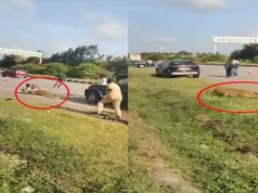 Injured leopard attacks forest official in scary viral video, shocks everyone around leopard attacks forest official