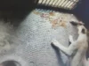 2 lion cubs born in Nandankanan to Lioness ‘Maya’, 1 dies lion cubs born in nandankanan
