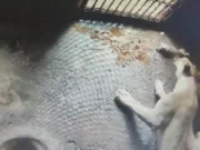 2 lion cubs born in Nandankanan to Lioness ‘Maya’, 1 dies lion cubs born in nandankanan