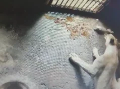 2 lion cubs born in Nandankanan to Lioness ‘Maya’, 1 dies lion cubs born in nandankanan