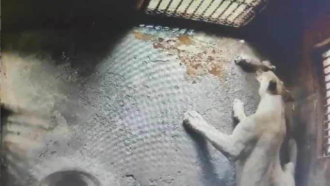 lion cubs born in nandankanan lion cubs born in nandankanan