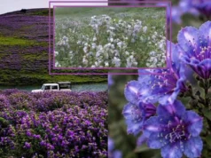 Nilakurinji flower bloom in Kerala, turns entire valley in Munnar purple after a wait of 12 long years! nilakurinji flower bloom