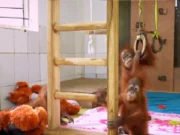 Rescued Orangutans in Nandankanan now seen adjusting well to their new habitat orangutans in nandankanan