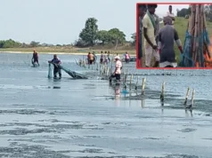 Illegal prawn gherries in Chilika destroyed, bamboo and net burnt down by administration prawn gherries in Chilika