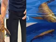 Robotic fish in China appears so realistic that it will make you question what you see! robotic fish in china