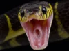 Snakebite deaths in Bhadrak: Man and wife die in a gap of one day snakebite deaths in bhadrak