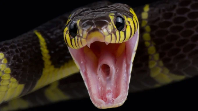 snakebite deaths in bhadrak snakebite deaths in bhadrak
