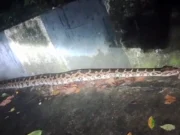 Huge snakes in Kapilash temple in Odisha, locals and tourists shocked snakes in Kapilash temple