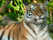 Young tiger found in Mayurbhanj inside house, rescued later tiger found in Mayurbhanj