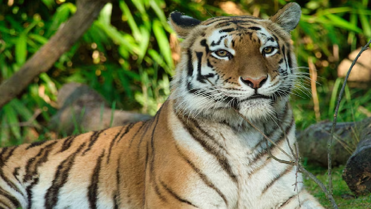 tiger found in Mayurbhanj tiger found in Mayurbhanj