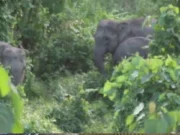 Elephant scare in Dhenkanal: Villagers worried about crops Elephant scare in Dhenkanal