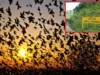 Mystery of the Jatinga village of Assam, a spot where birds kill themselves! Jatinga village of Assam