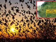Mystery of the Jatinga village of Assam, a spot where birds kill themselves! Jatinga village of Assam