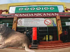 Lion born in Nandankanan, as lioness Shreya gives birth Lion born in Nandankanan