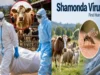 First human Shamonda virus case reported in France, WHO confirms death Shamonda virus