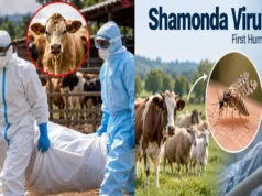 First human Shamonda virus case reported in France, WHO confirms death Shamonda virus