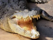 Man fights with crocodile in Boudh, manages to save his brother man fights with a crocodile in Boudh