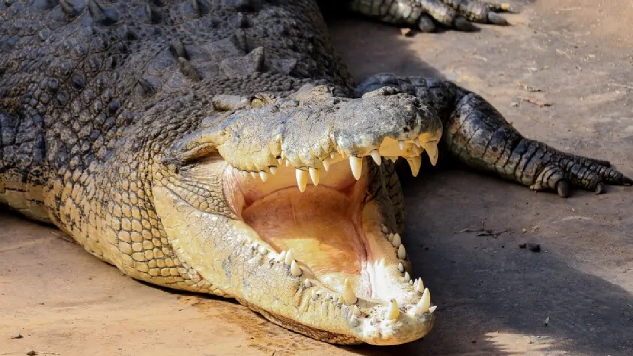 man fights with a crocodile in Boudh man fights with a crocodile in Boudh